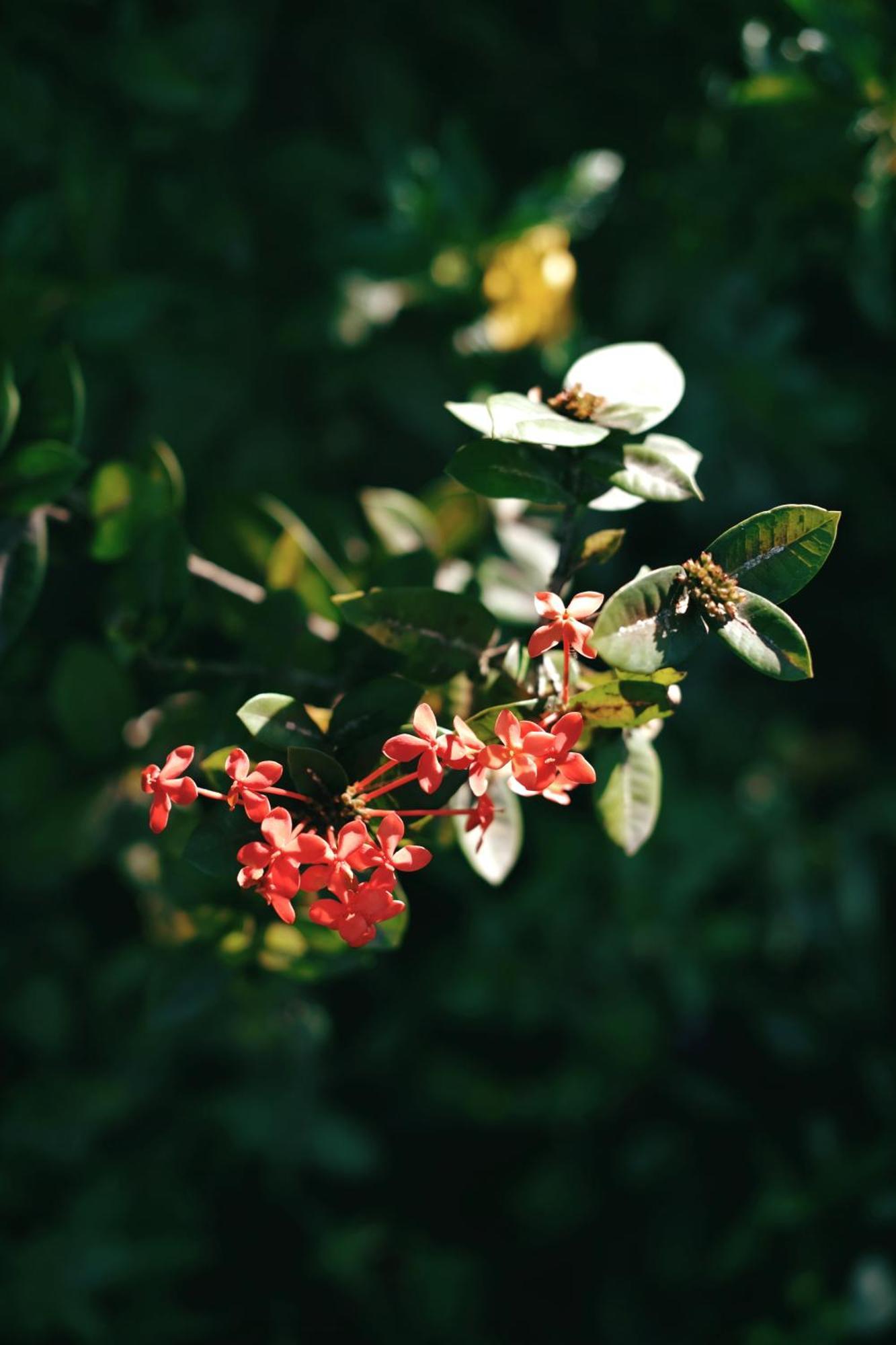 Вилла Sonora Jungle & Yoga Retreat Puerto Viejo de Talamanca Экстерьер фото